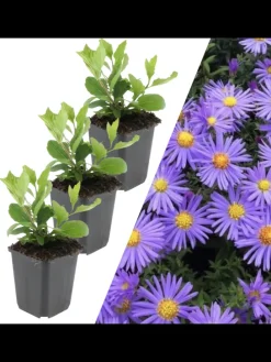 3 Asterpflanzen Aster ageratoides 'Asran'