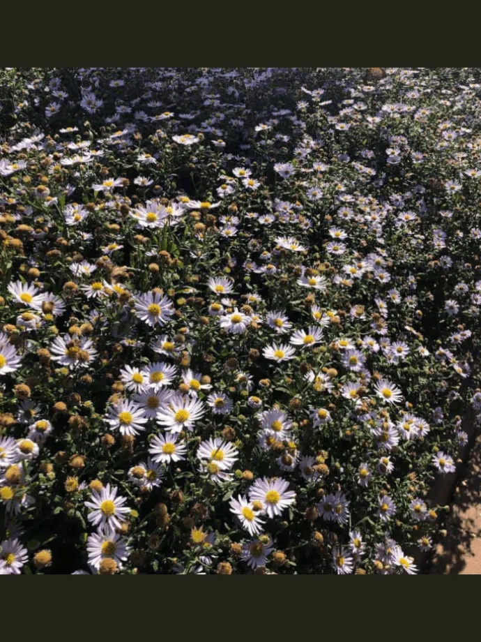 3 Asterpflanzen Aster ageratoides 'Asran'