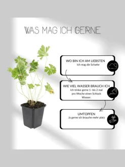 3 Asterpflanzen Aster ageratoides 'Asran'