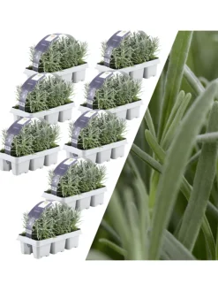 48 blaue Lavendelpflanzen winterhart