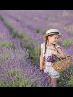 48 blaue Lavendelpflanzen winterhart