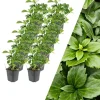 12 Dickmannskraut pflanzen Pachysandra terminalis