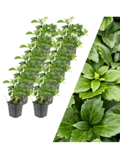 12 Dickmannskraut pflanzen Pachysandra terminalis