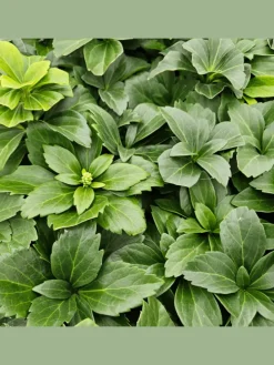 12 Dickmannskraut pflanzen Pachysandra terminalis