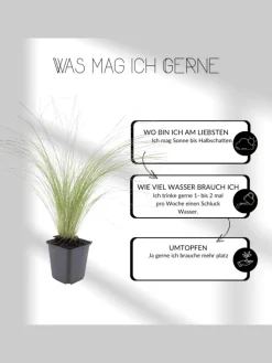 12 Dickmannskraut pflanzen Pachysandra terminalis