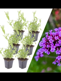 6 Eisenkraut pflanzen Verbena bonariensis