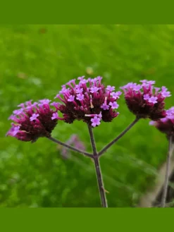 6 Eisenkraut pflanzen Verbena bonariensis