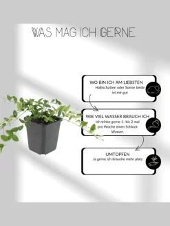 6 Eisenkraut pflanzen Verbena bonariensis