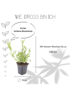 3 Eisenkraut pflanzen Verbena bonariensis
