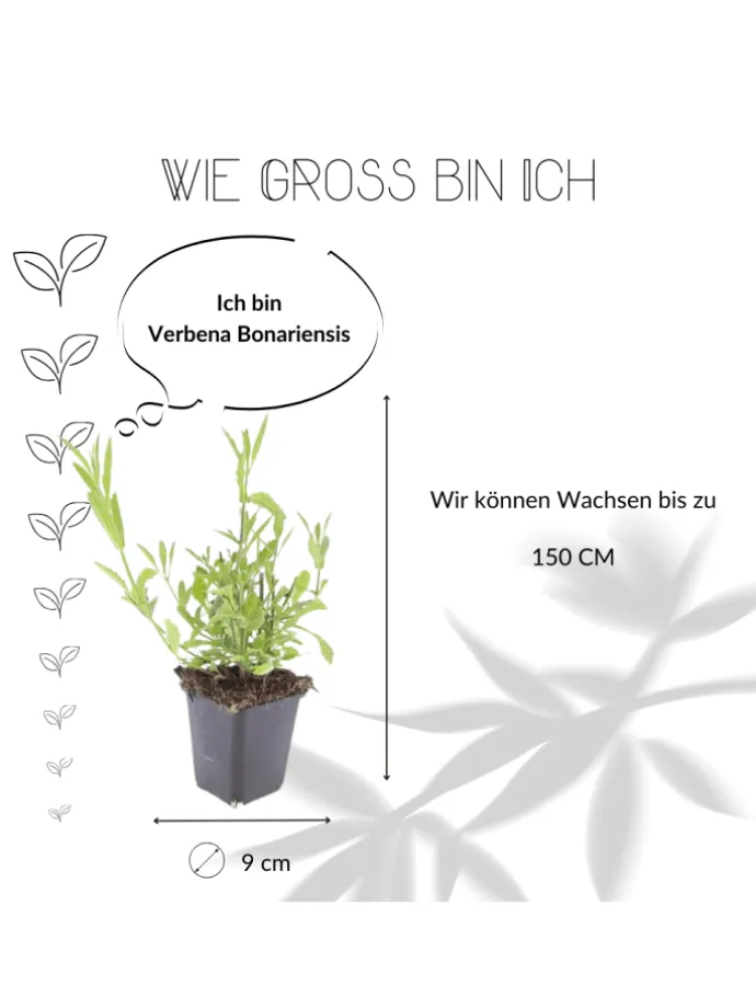 3 Eisenkraut pflanzen Verbena bonariensis