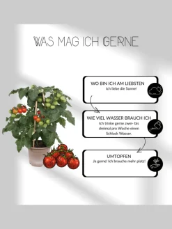 3 Eisenkraut pflanzen Verbena bonariensis