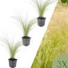 3 Federgras pflanzen Stipa tenuissima 'Ponytails'
