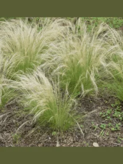 3 Federgras pflanzen Stipa tenuissima 'Ponytails'
