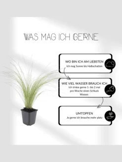 3 Federgras pflanzen Stipa tenuissima 'Ponytails'