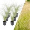 6 Federgraspflanzen Stipa tenuissima 'Ponytails'
