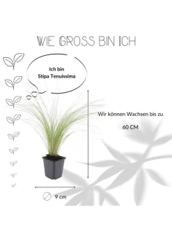 6 Federgraspflanzen Stipa tenuissima 'Ponytails'