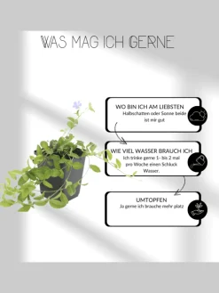 6 Federgraspflanzen Stipa tenuissima 'Ponytails'