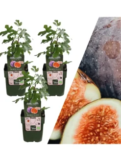 3 Feigenbaum-Pflanzen