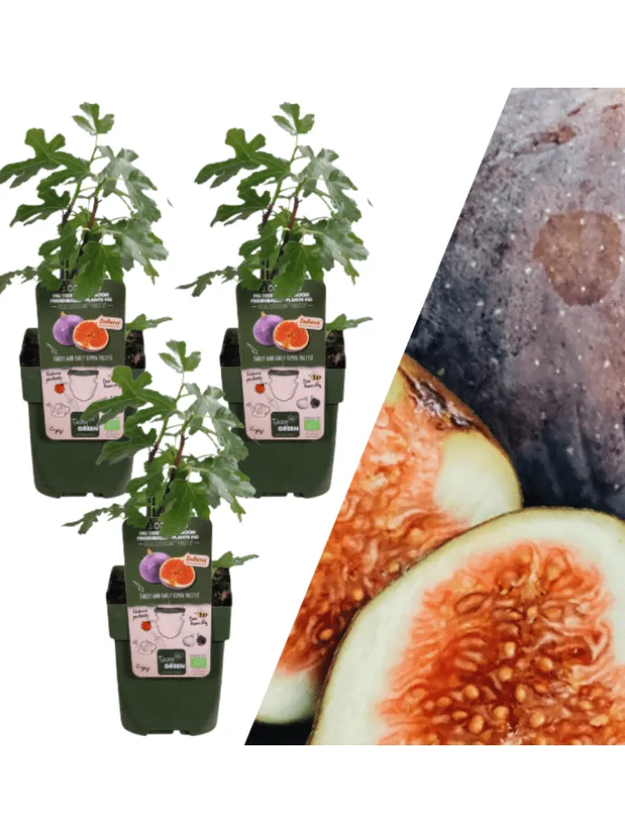 3 Feigenbaum-Pflanzen