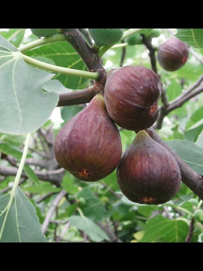 3 Feigenbaum-Pflanzen