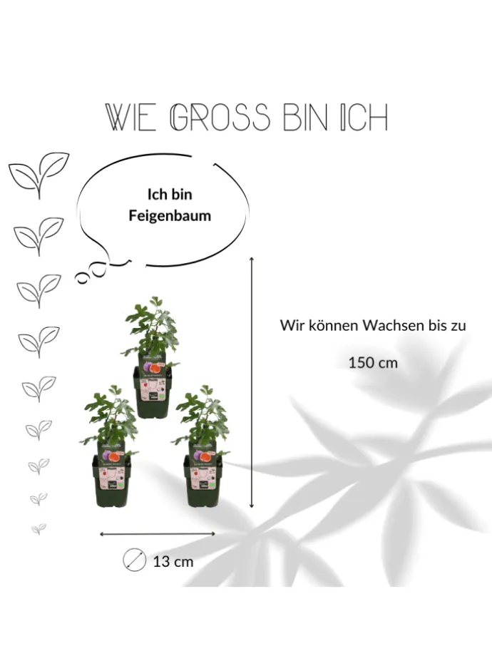 3 Feigenbaum-Pflanzen