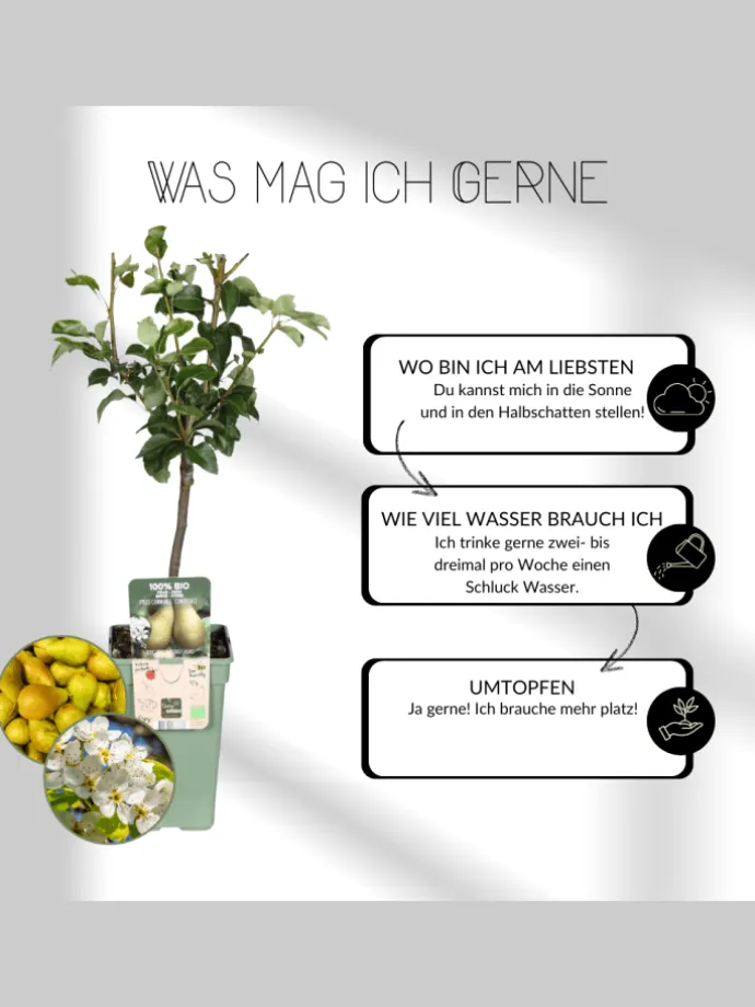 3 Feigenbaum-Pflanzen