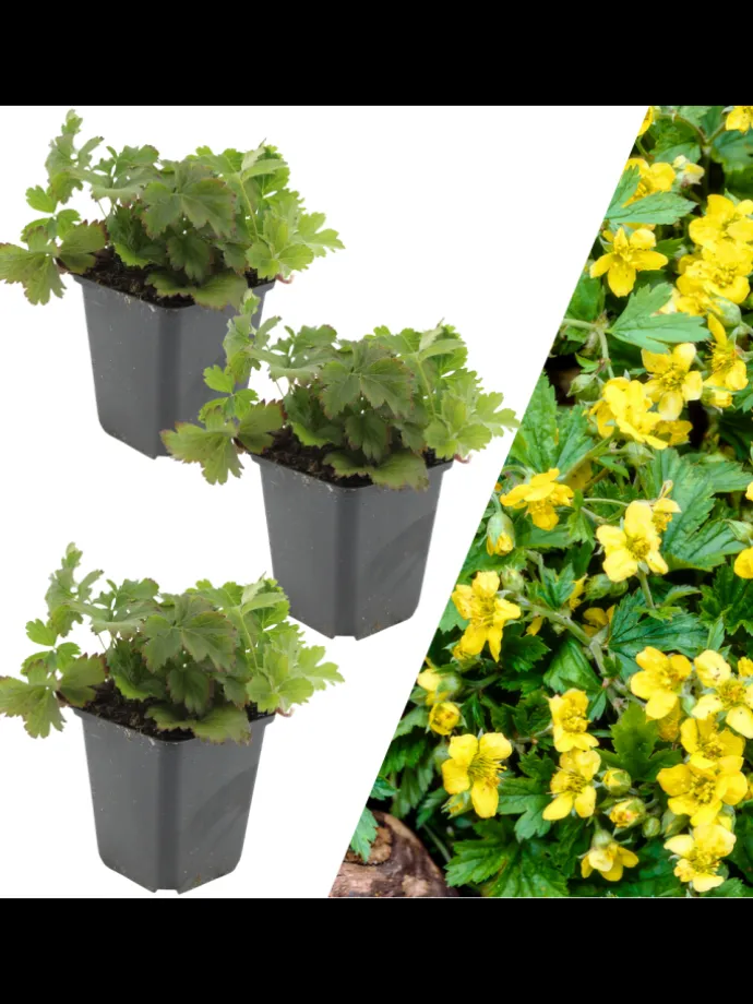 3 Goldbeere pflanzen Waldsteinia ternata