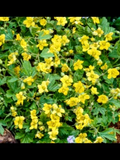 3 Goldbeere pflanzen Waldsteinia ternata