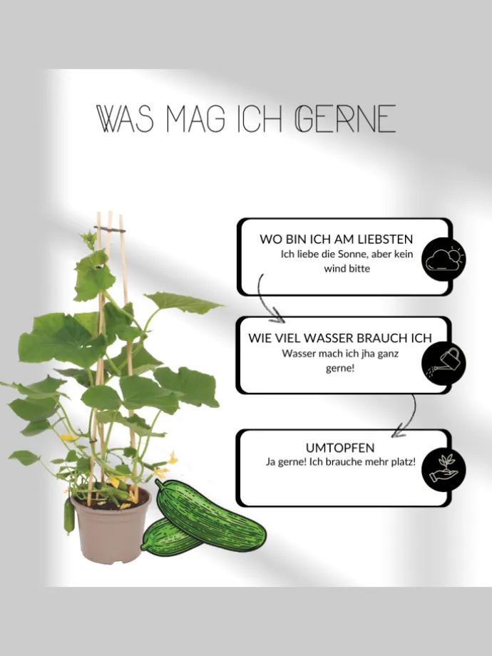 3 Goldbeere pflanzen Waldsteinia ternata