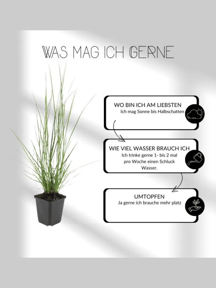 6 Katzenminze-Pflanzen Nepeta 'Walker's Low'