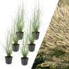 6 Lampengras pflanzen Pennisetum alopecuroides 'Hameln'