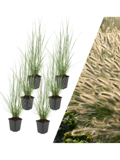 6 Lampengras pflanzen Pennisetum alopecuroides 'Hameln'