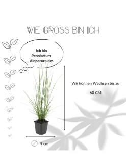 6 Lampengras pflanzen Pennisetum alopecuroides 'Hameln'
