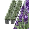 12 Lavendelpflanzen Lavandula angustifolia 'Hidcote'