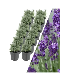 12 Lavendelpflanzen Lavandula angustifolia 'Hidcote'