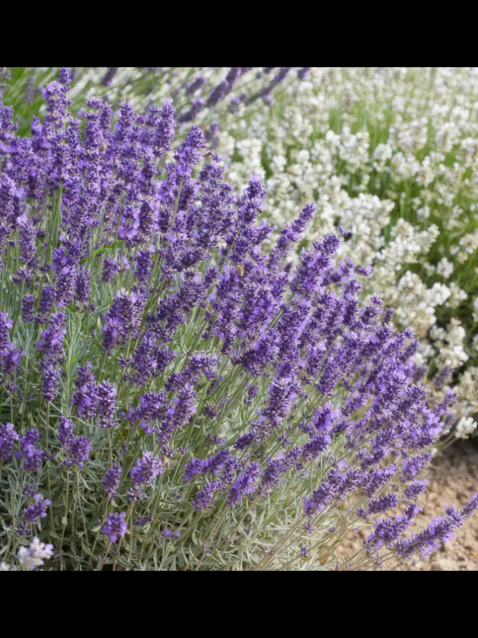 12 Lavendelpflanzen Lavandula angustifolia 'Hidcote'