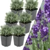 6 Lavendelpflanzen Lavandula angustifolia 'Hidcote'