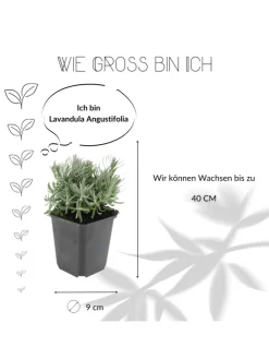 6 Lavendelpflanzen Lavandula angustifolia 'Hidcote'