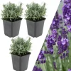 3 Lavendelpflanzen Lavandula angustifolia 'Hidcote'