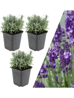 3 Lavendelpflanzen Lavandula angustifolia 'Hidcote'