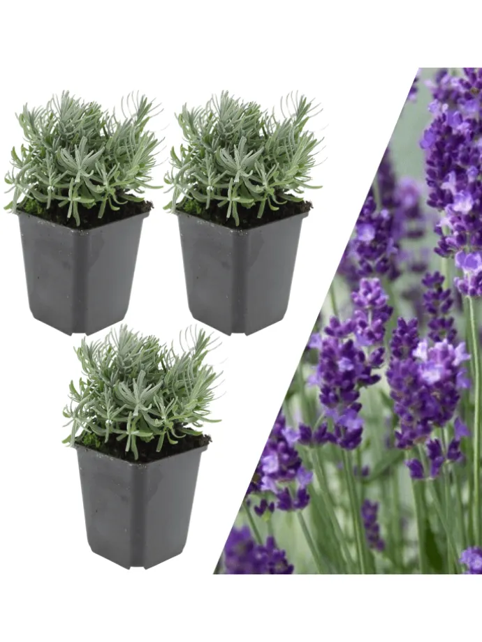 3 Lavendelpflanzen Lavandula angustifolia 'Hidcote'