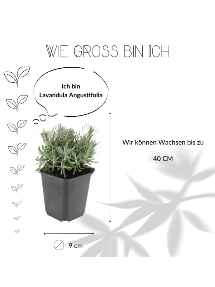 3 Lavendelpflanzen Lavandula angustifolia 'Hidcote'