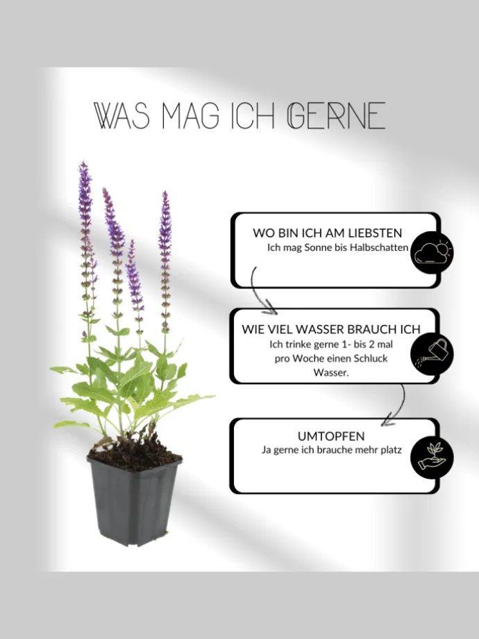 3 Lavendelpflanzen Lavandula angustifolia 'Hidcote'