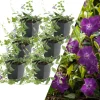 6 Purpur-Immergrün-Pflanzen Vinca minor 'Atropurpurea'