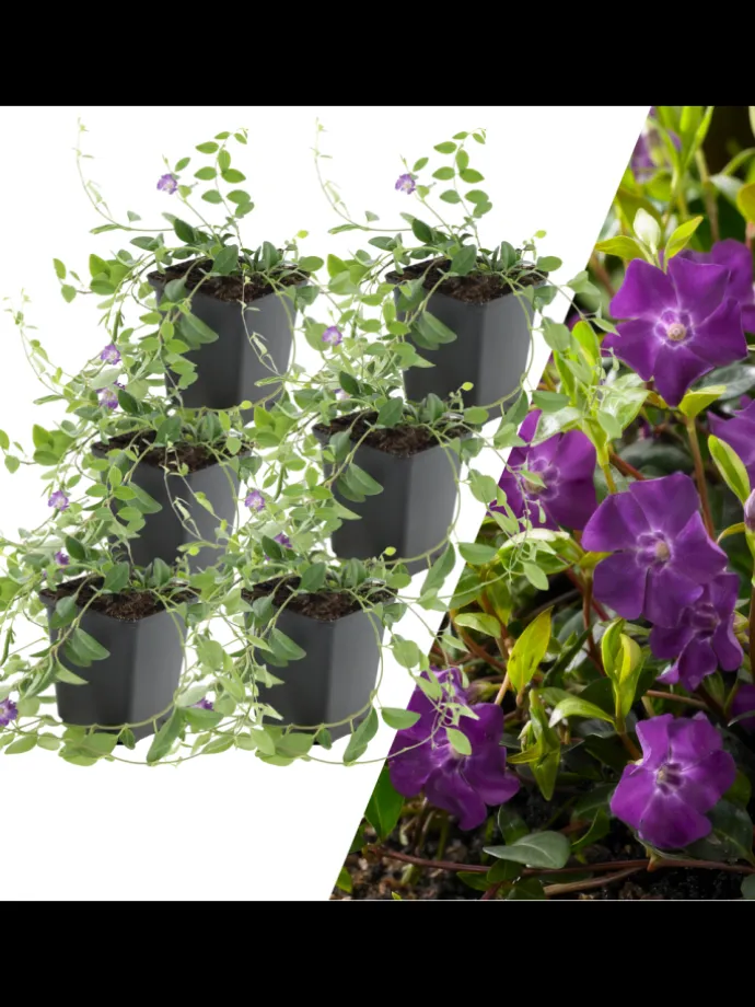 6 Purpur-Immergrün-Pflanzen Vinca minor 'Atropurpurea'