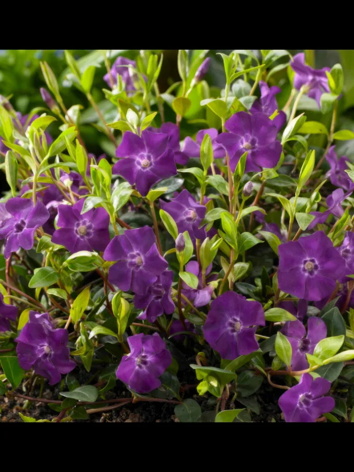 6 Purpur-Immergrün-Pflanzen Vinca minor 'Atropurpurea'