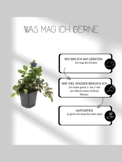 6 Purpur-Immergrün-Pflanzen Vinca minor 'Atropurpurea'