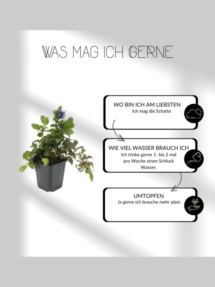 6 Purpur-Immergrün-Pflanzen Vinca minor 'Atropurpurea'