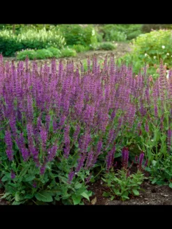 12 Salbei pflanzen Salvia nemorosa 'Ostfriesland'
