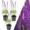 3 Salbei pflanzen Salvia nemorosa 'Ostfriesland'